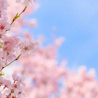 2024日本赏樱攻略，与春日樱花“一期一会”！