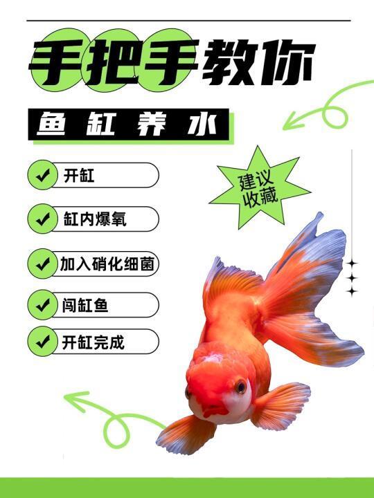 新手养鱼指南🐟开缸养水
