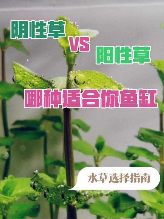 阴性草和阳性草区别是什么|哪种水草更好养