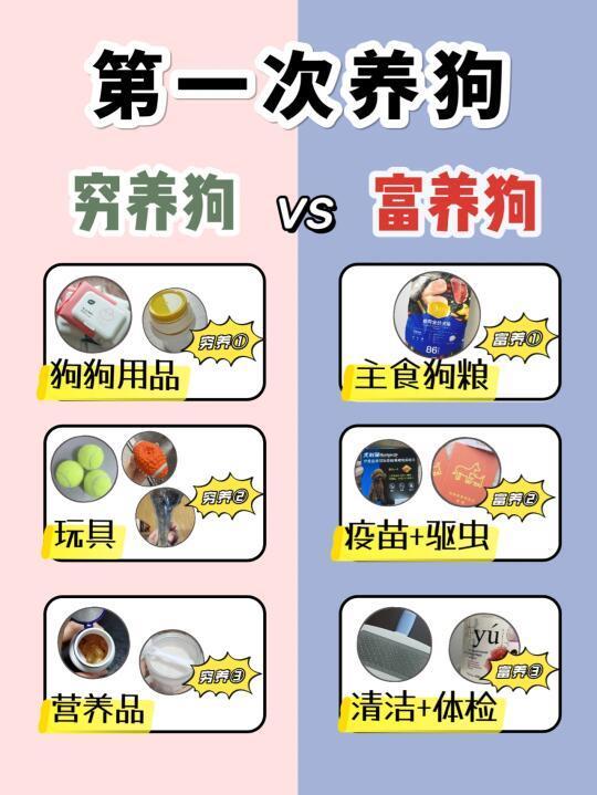 第一次养狗!⚠️穷养vs富养?养狗人必看