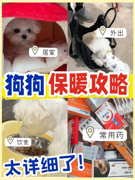 狗狗冬季/注意事项‼️南方小狗轻松过🔥