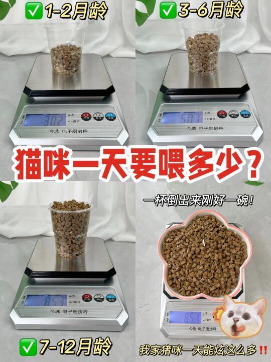 新手养猫|手把手教你猫咪每天应该吃多少