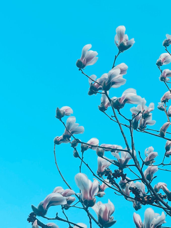 滨淇鲜花绿植