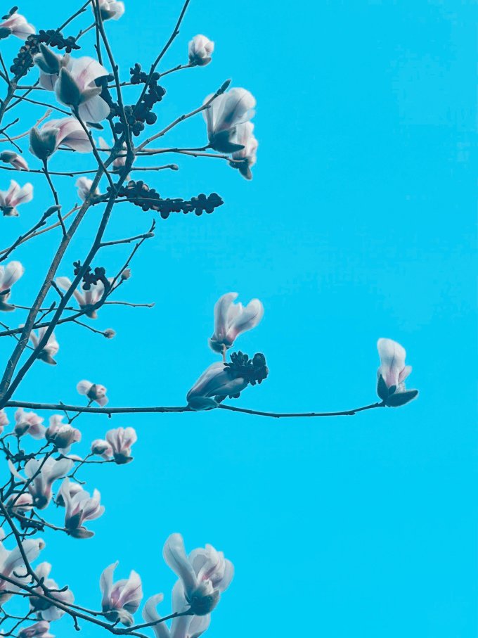 滨淇鲜花绿植