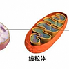 经常酗酒男性易衰老？端粒急剧缩短，戒酒刻不容缓！