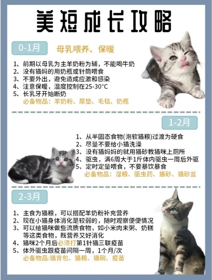 1分钟认识1只猫美短