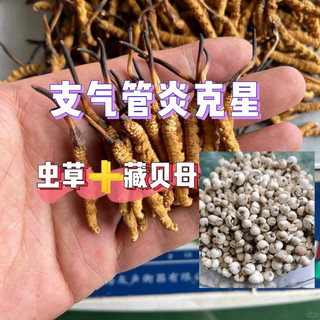 虫草+贝母，支气管炎的克星