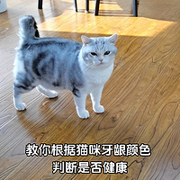 根据猫咪牙龈颜色，判断是否健康。