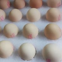 打工人每天营养的来源，无菌蛋
