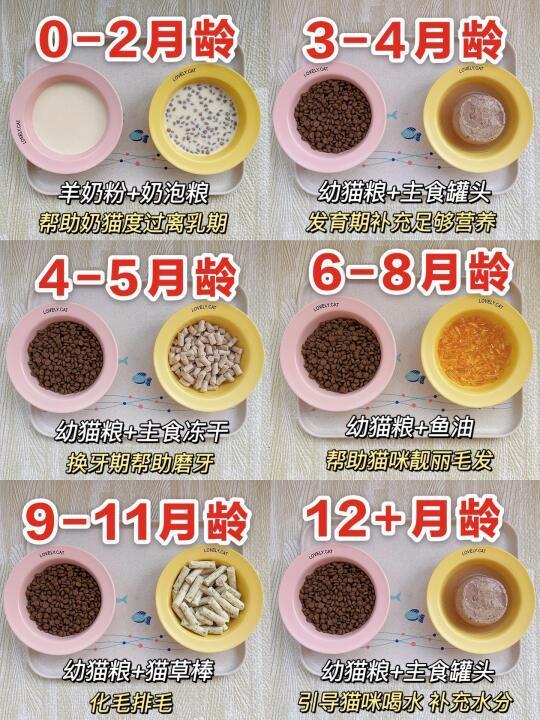 0-12月幼猫喂养攻略｜营养食谱😋新手必看！