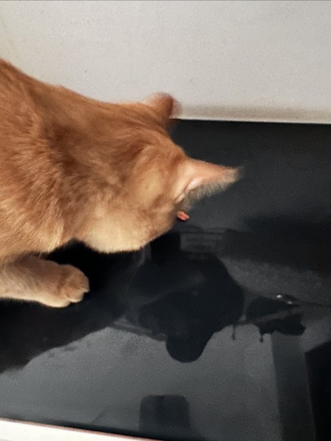 盒边猫咪零食罐/妙鲜包