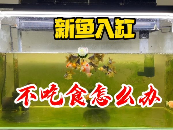 新鱼入缸四五天不吃食怎么办，趴缸歪身拉白便是正常现象吗