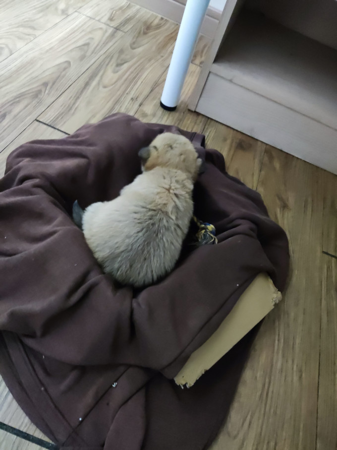佩迪熊通用猫狗窝