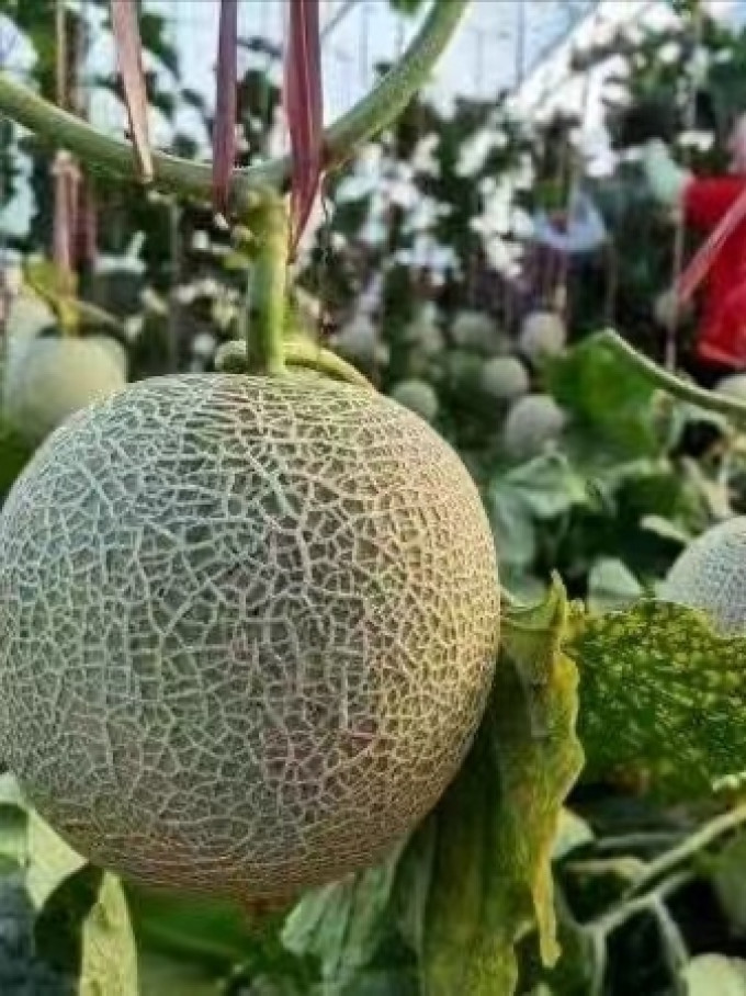 京鲜生新鲜水果