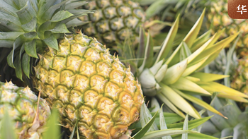 现在还有多少人不知道菠萝和凤梨的关系