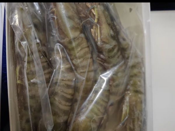 哆鲜生 国产斑节虾 活冻海捕大花对虾九节竹节鬼虾生鲜年货虾类 竹节虾 大号 7-9条/盒 300g