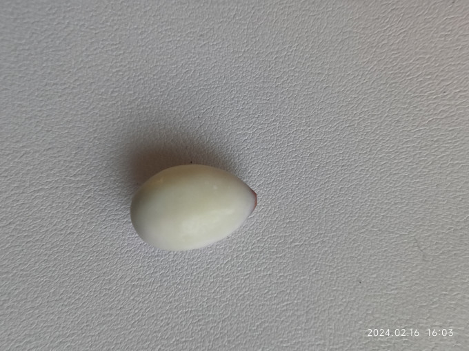 西域皇后坚果炒货