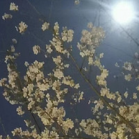 武大月光下的樱花好美啊