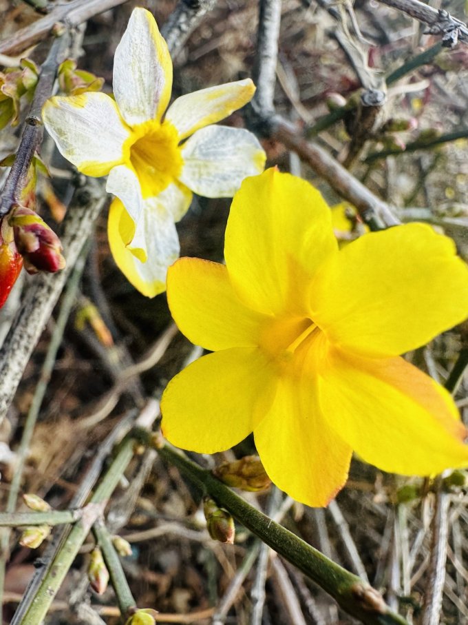 滨淇鲜花绿植