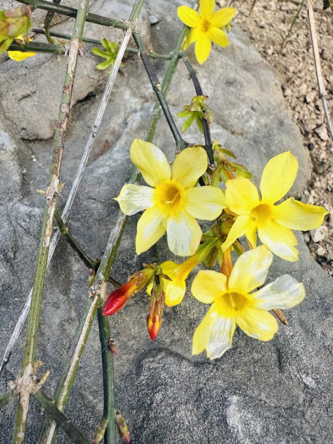 滨淇鲜花绿植