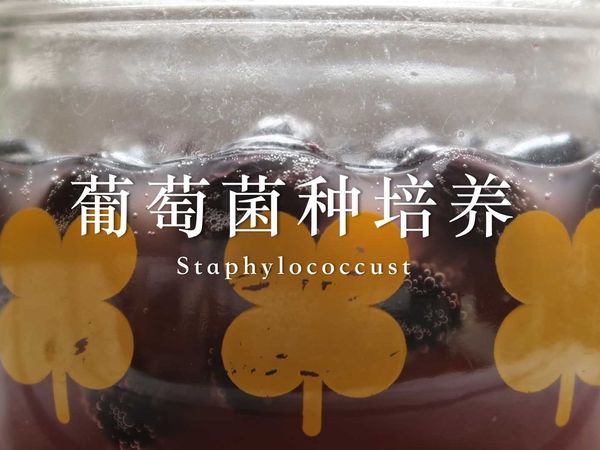 天然酵母菌，葡萄菌种的培养