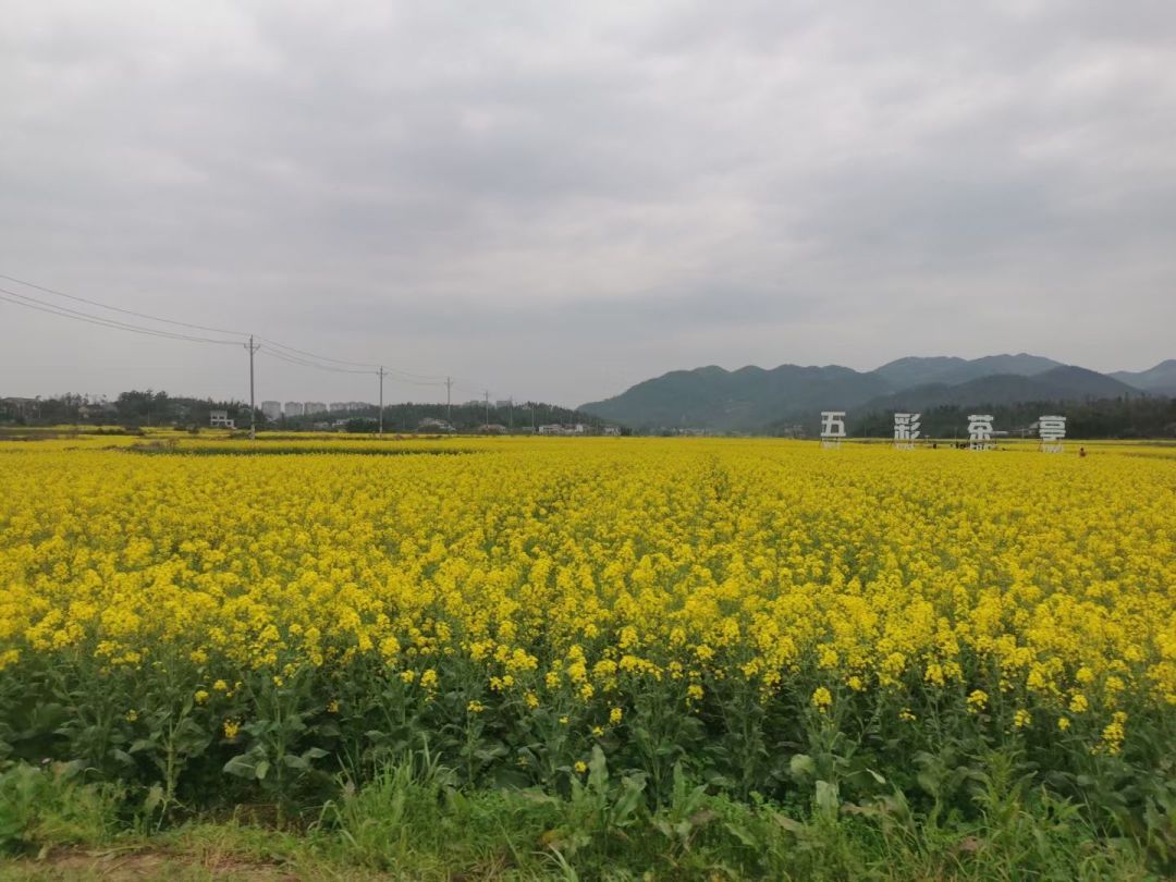 黄澄澄的油菜花