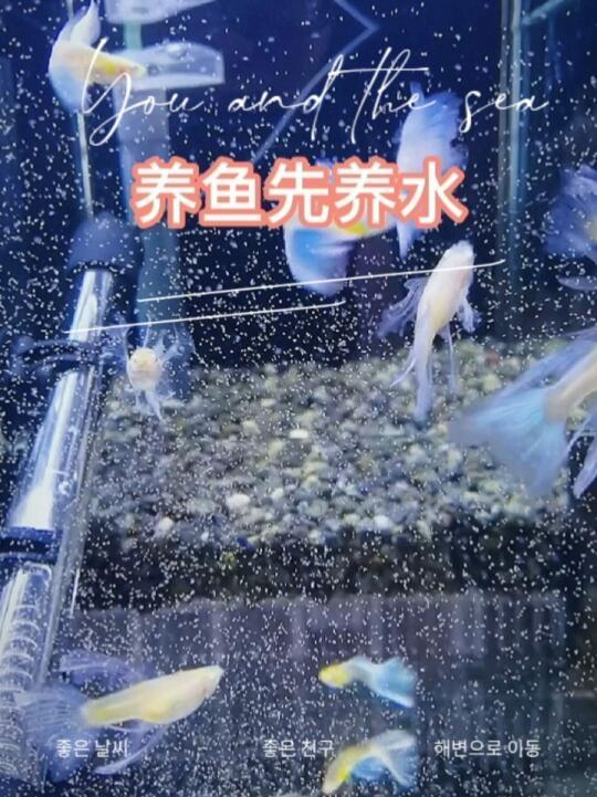 1分钟带你了解养鱼先养水的知识