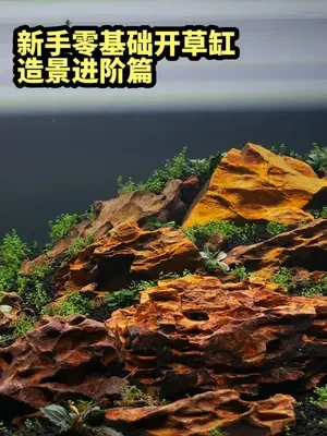 【零基础开草缸】造景进阶篇，如何第一次开缸就让人称作造景鬼才
这次视频比较长，重点讲了造景时遇到的一些问题
用到的水草有：迷你矮珍珠15杯，粉红马拉威，迷你榕，喷泉椒，幽灵辣椒榕各1
水草泥8l三袋，火山石九斤#草缸 #草缸维护 #水草缸 #水草造景 #新手零基础开草缸