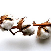 棉被以前是作为皇室专供？一篇文章带你了解棉被的发展史和如何挑选好棉被。