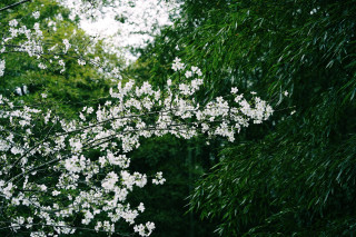 春天总要赏一次花吧