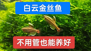 想养鱼又没时间管？资深鱼友推荐养白云金丝鱼，不用管也能养好