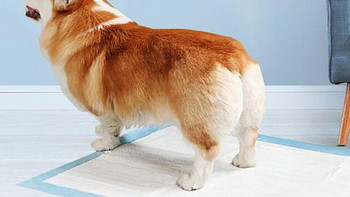 宠物主人必看！三款加厚设计宠物尿垫，绝不漏尿！