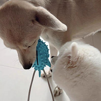 狗狗玩具耐咬磨牙吸盘漏食球解闷自嗨神器消耗体力中型犬宠物用品