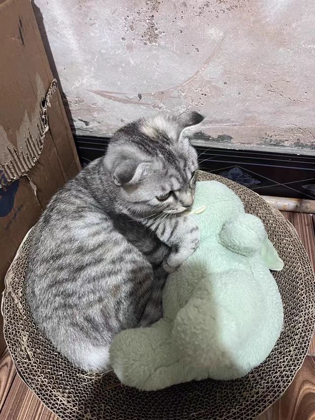 圆形猫抓板窝耐磨不掉屑猫窝一体猫咪抓盆特大号抓不烂猫爪板耐抓