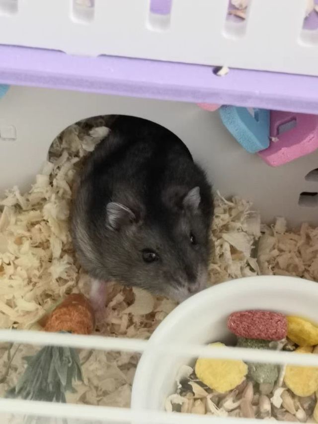 小宠物笼子