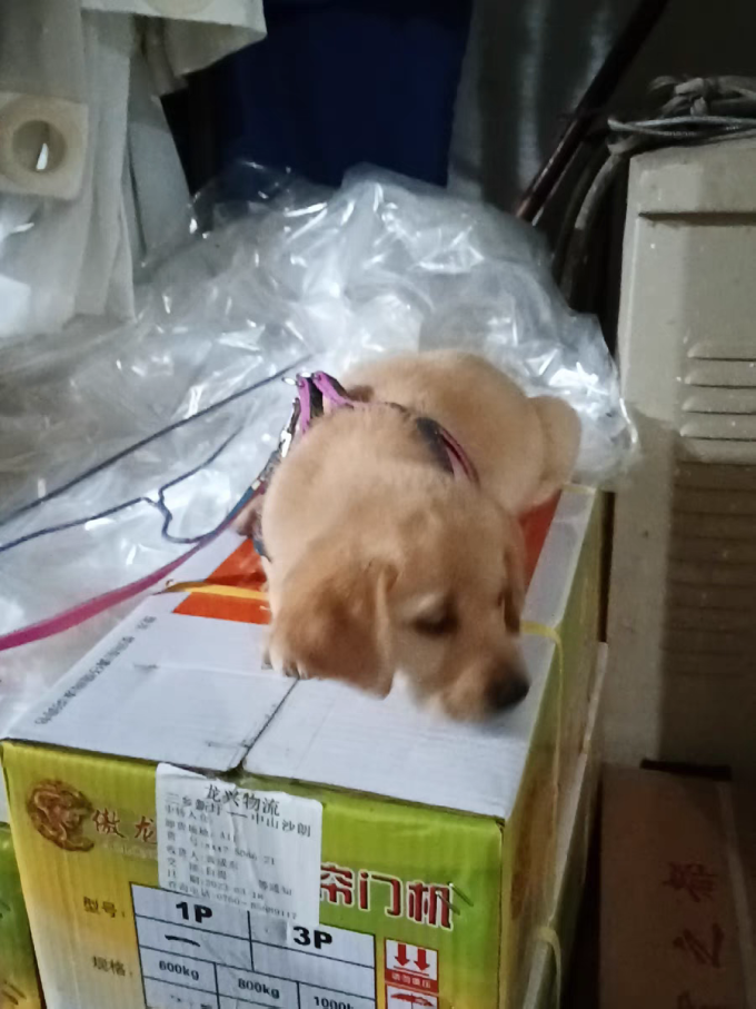 轻哇狗狗胸背/牵引