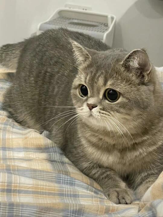 每月生活费1500女大学生养猫——穷鬼版