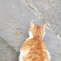 流浪大橘猫还真的挺肥，它吃的可真香！