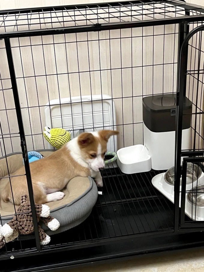 宠物智能喂食器