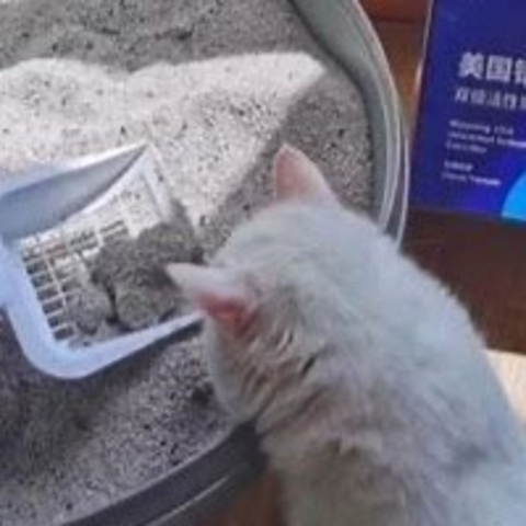 膨润土猫砂推荐