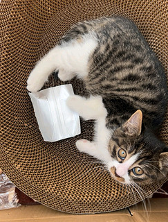 licheers猫抓板猫窝猫爪板不掉屑猫抓盆幼猫玩具瓦楞纸猫窝磨爪器猫咪用品