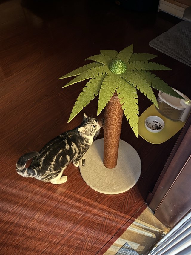 猫咪的新朋友