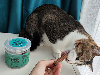 狗吃的磨牙棒，能治好猫咬沙发习惯？
