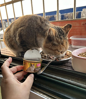 麦富迪猫罐头 成幼猫通用宠物猫零食湿粮 浓汁混合装85g*6 