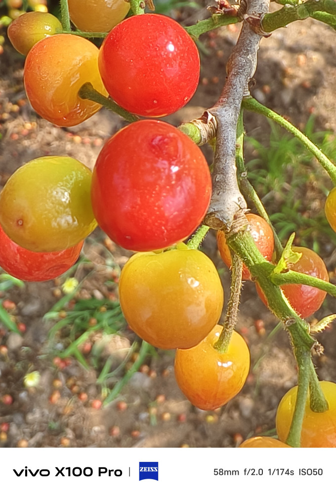 颜曼箐新鲜水果