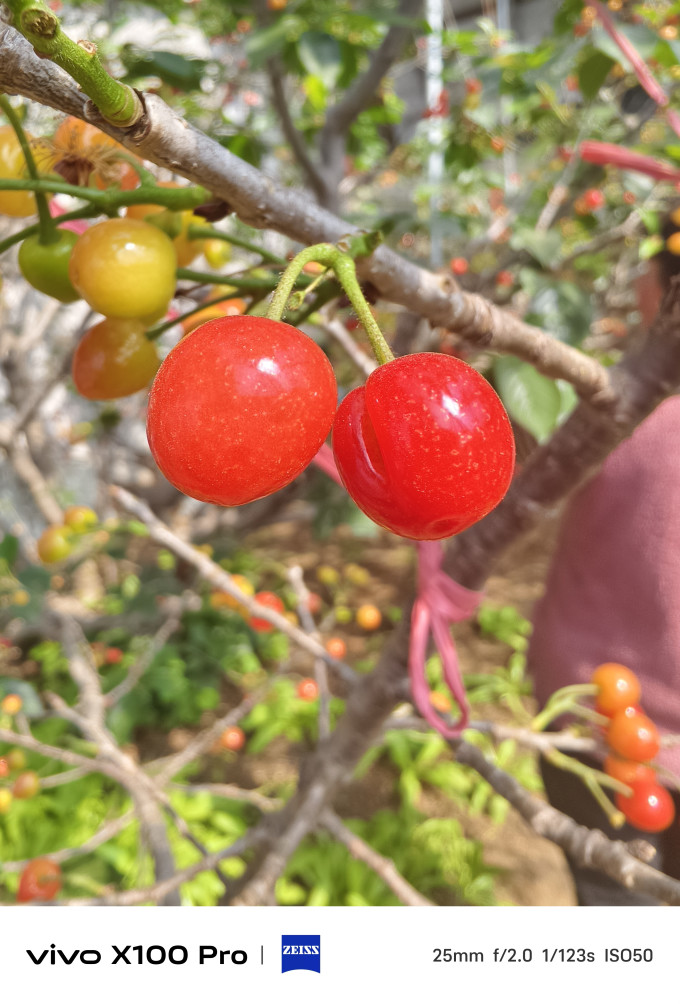 颜曼箐新鲜水果