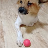 解锁N种养宠好物，狗狗喜欢的玩具