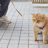 虽然知道猫咪不用遛~但是忍不住啊