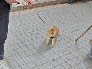 虽然知道猫咪不用遛~但是忍不住啊