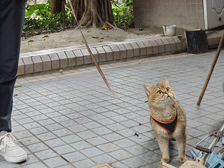 虽然知道猫咪不用遛~但是忍不住啊